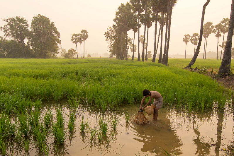 boy asian farmer people on rice green field during morning time